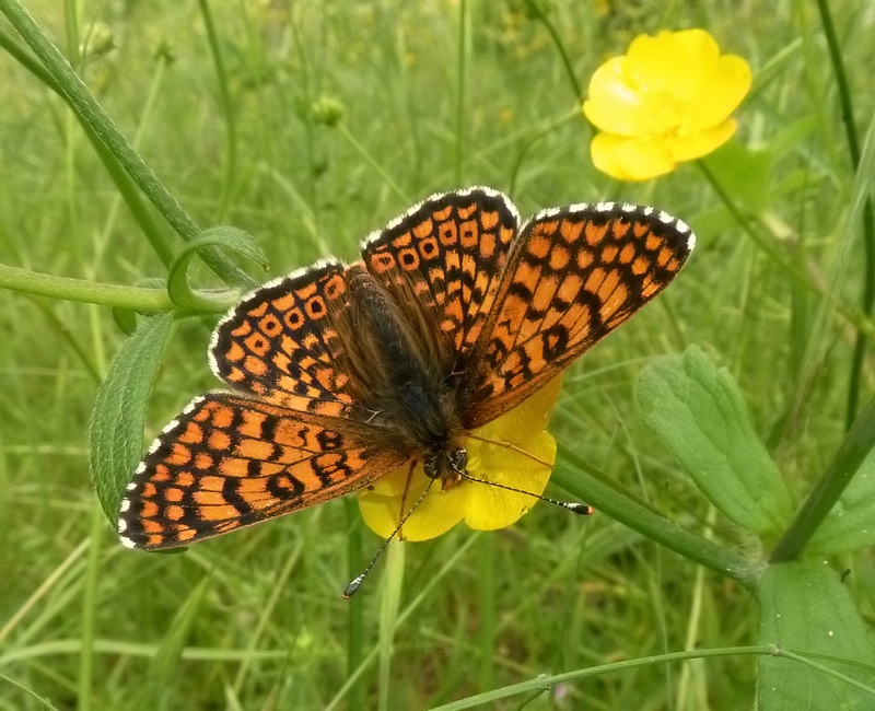 Un po di specie di oggi